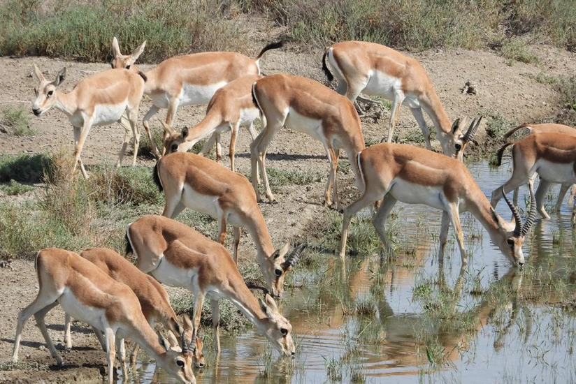 33 gazelles released into Azerbaijan's liberated territories