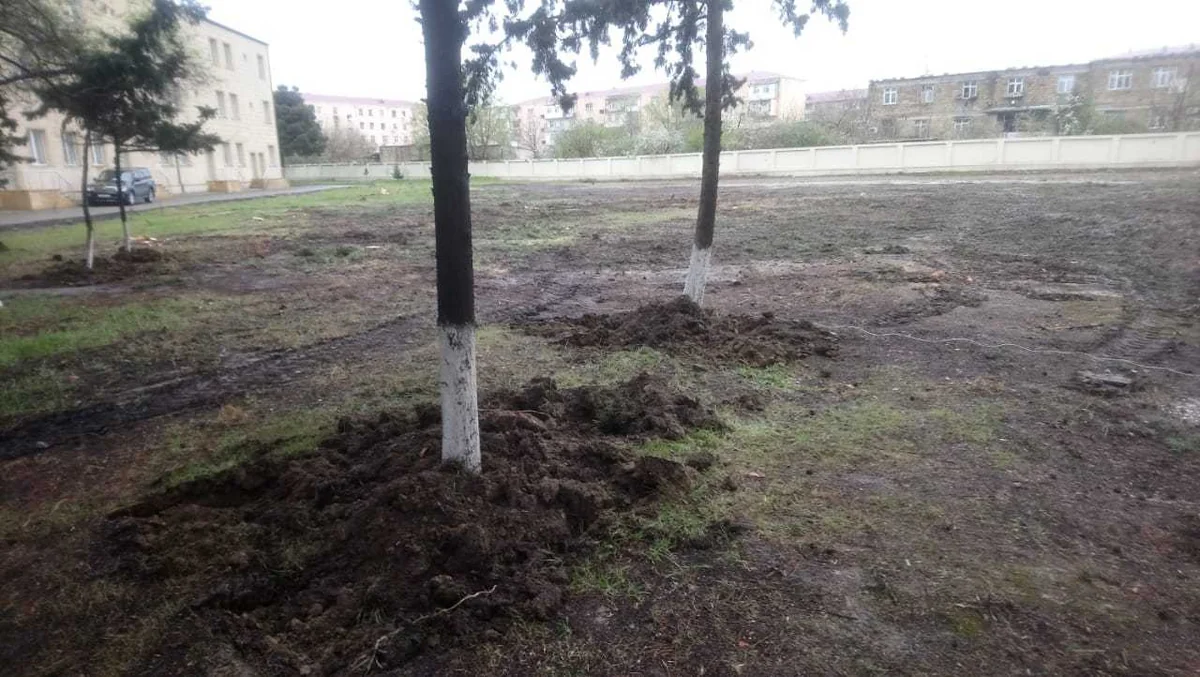 Sumqayıtda ağacların köçürülməsinin səbəbləri açıqlandı