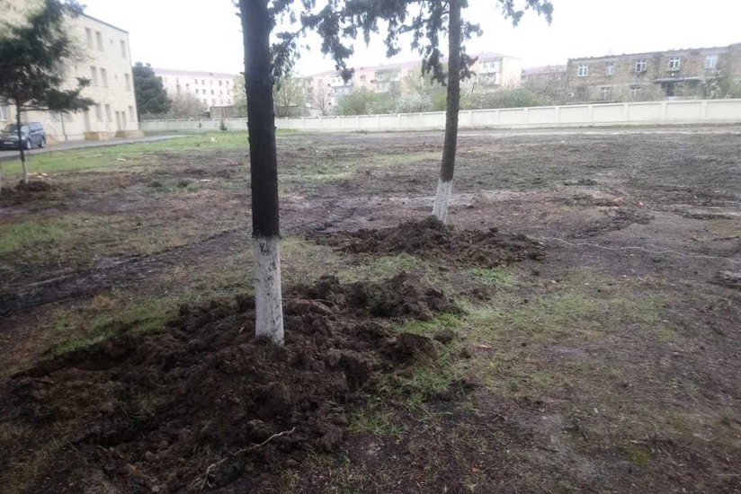 Sumqayıtda ağacların köçürülməsinin səbəbləri açıqlandı