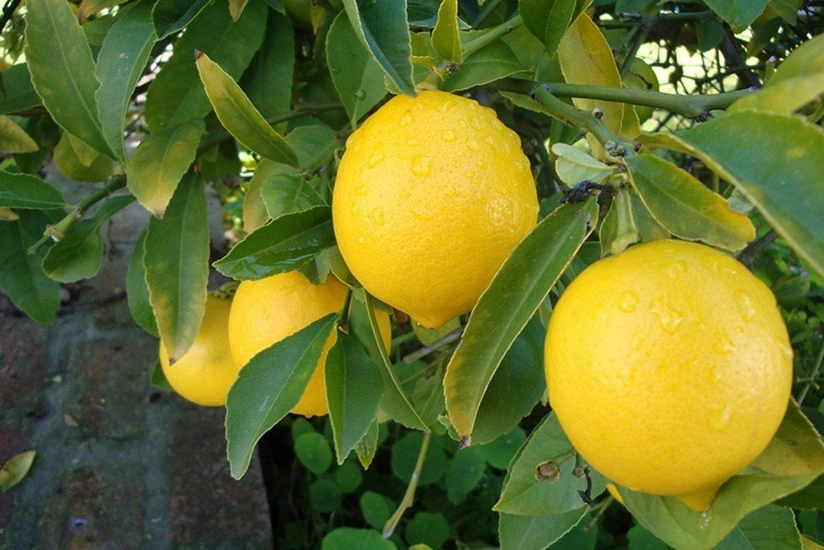 Lənkəranda 5 000 ədəd limon oğurlanıb