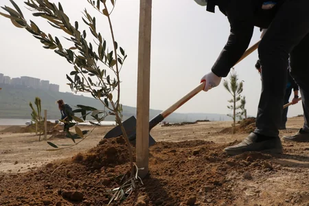 Bakı və Tərtərdə daha 1 225 ədəd müxtəlif cinsli ağac əkilib