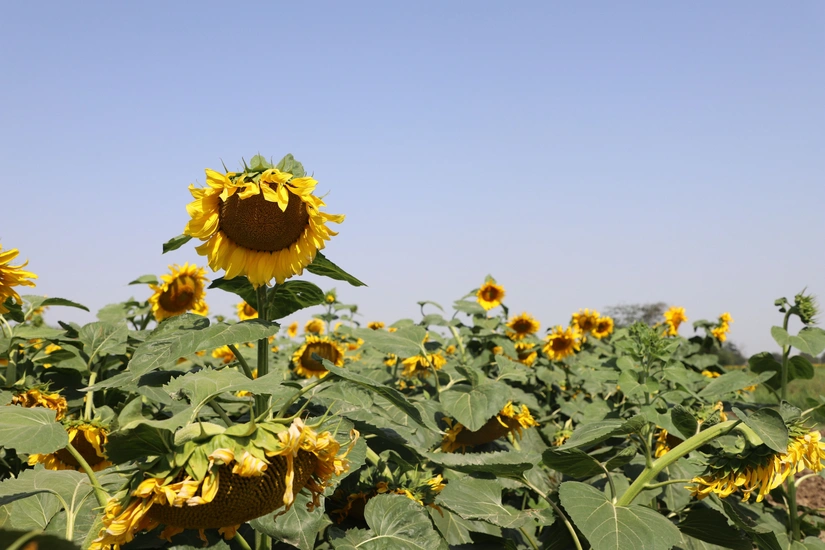 Biləsuvar və Cəlilabadda bu il günəbaxan əkini artırılıb