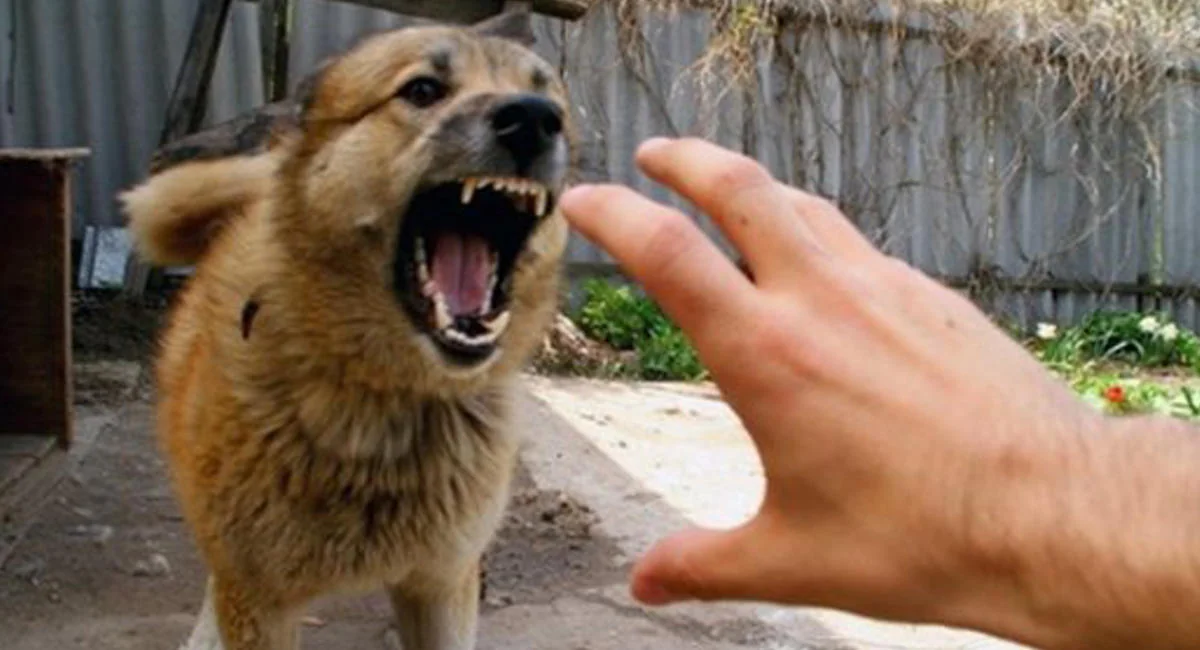 Siyəzəndə küçə itləri yeniyetməyə hücum edib