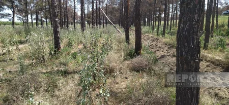Yevlaxda Eldar şamlarının kütləvi qurumasının səbəbləri məlum olub