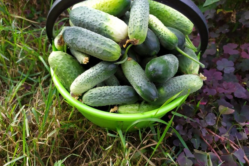 Azerbaijan starts importing cucumbers, gherkins from another country