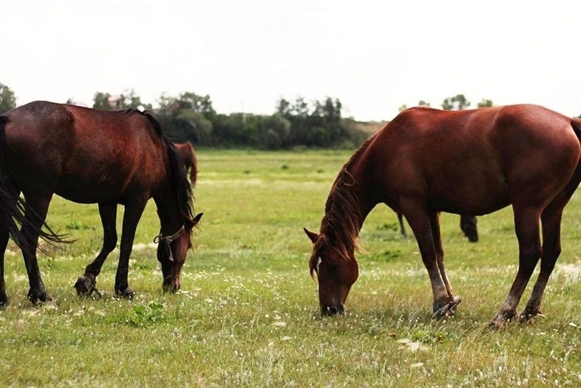 Göygöldə yaşlı kişi atdan yıxılaraq ağır xəsarət alıb
