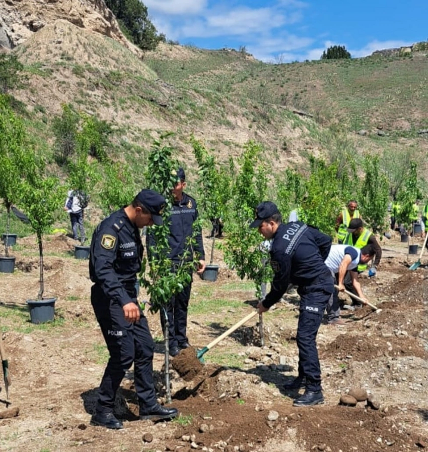 Laçında Heydər Əliyevin 100 illik yubileyinə həsr olunmuş ağacəkmə aksiyası keçirilib