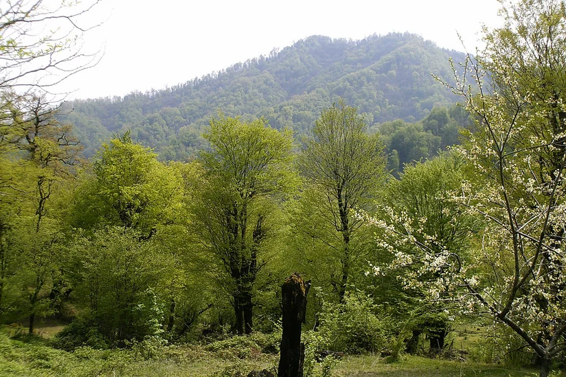 Lənkəranda dağlıq ərazidə köməksiz qalan 1 nəfər xilas edilib