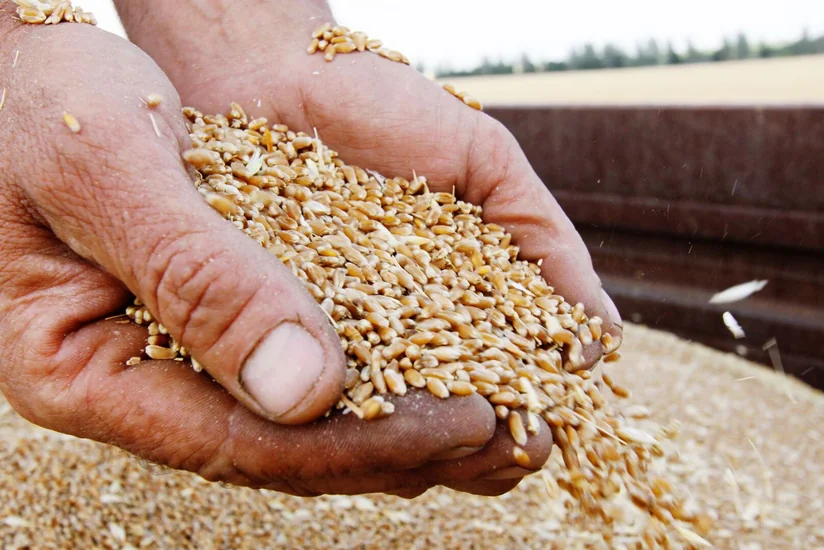 Два сухогруза с пшеницей и кукурузой вышли из украинских портов