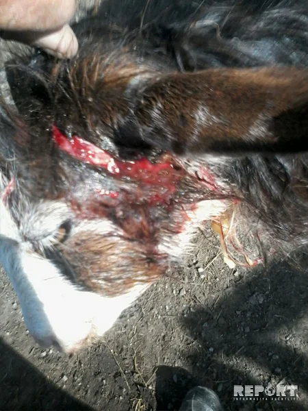 Qubanın kəndlərinə canavarlar hücum edib - FOTO