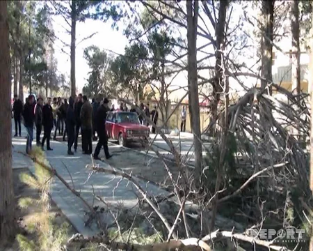 Naftalanda avtomobilin üzərinə ağac aşıb, yolda hərəkət dayanıb - FOTO