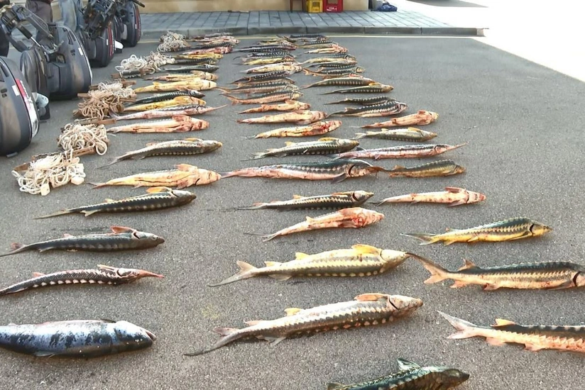 Ağcabədidə qanunsuz balıq ovlayan şəxs müəyyən edilib