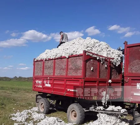 İmişlidə pambıq yığımına başlanılıb