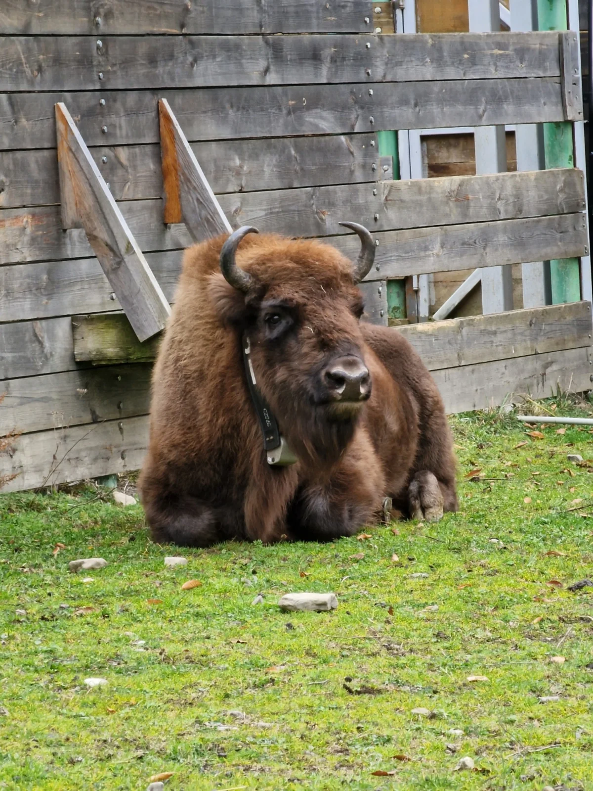 Another 10 bison brought to Azerbaijan
