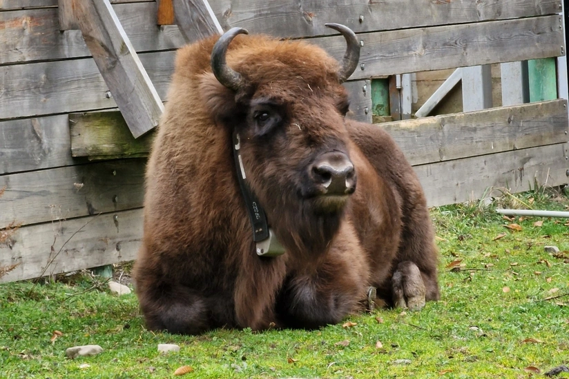 Another 10 bison brought to Azerbaijan