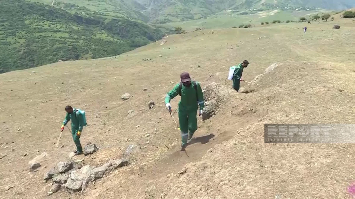Lerikdə çəyirtkələr taxıl sahələri üçün təhlükə yaradıb