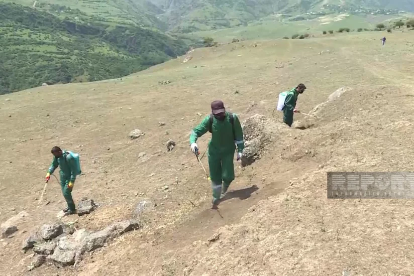 Lerikdə çəyirtkələr taxıl sahələri üçün təhlükə yaradıb