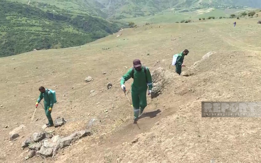 Lerikdə çəyirtkələr taxıl sahələri üçün təhlükə yaradıb