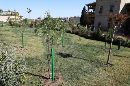 Bakıda növbəti ağacəkmə aksiyası keçirilib