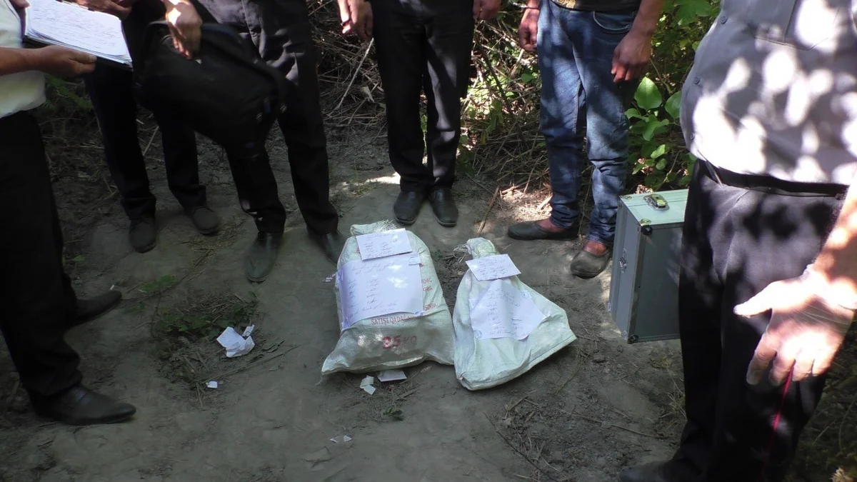 Balakəndə narkotik vasitə becərən qohumlar saxlanılıb - VİDEO