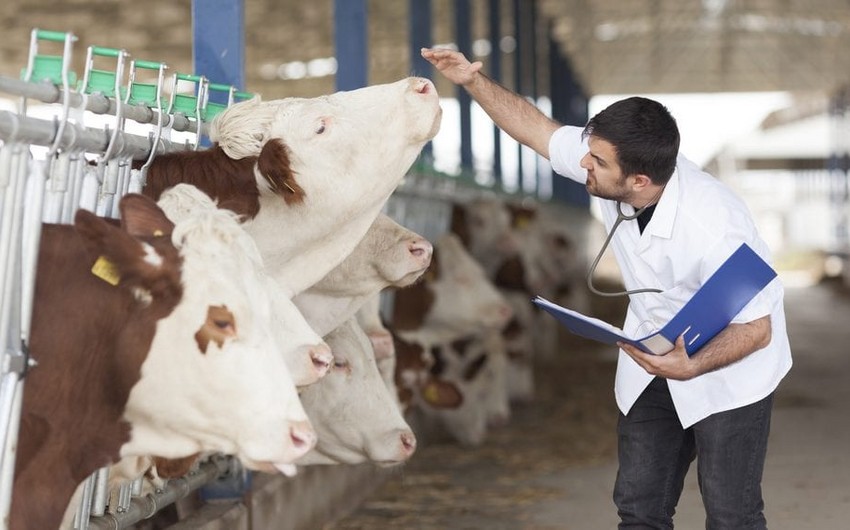 Turkish agronomists and veterinarians to work in Azerbaijan