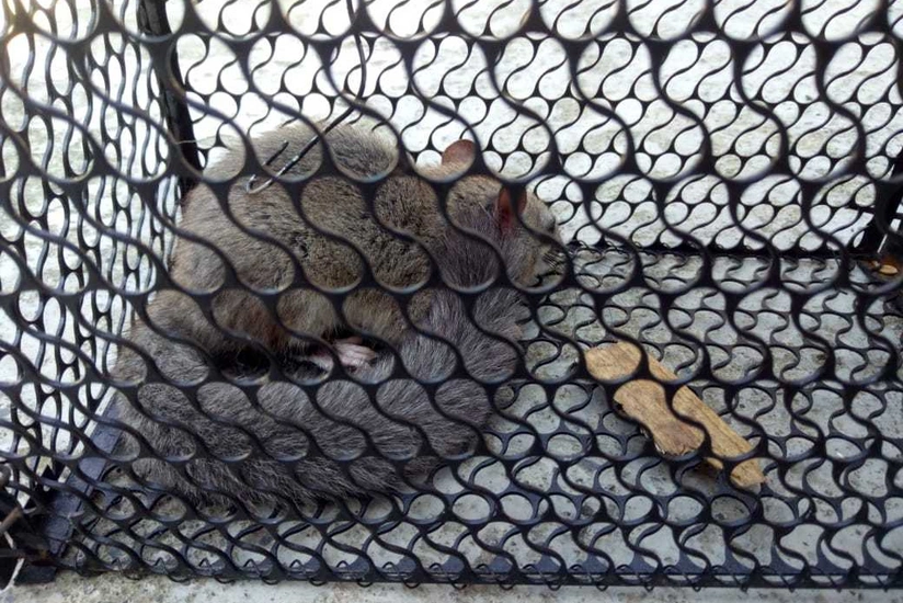 Qaxda qeyri-adi heyvan tapılıb - FOTO