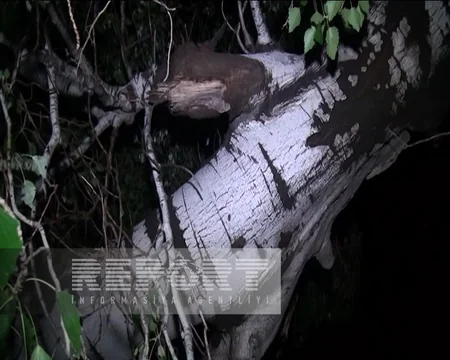 Goranboyda küləyin aşırdığı ağac rabitə xəttinin üzərinə düşüb