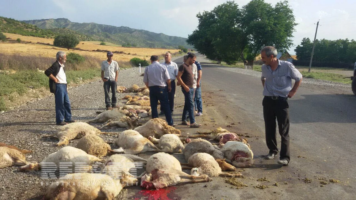 ​İsmayıllıda yük avtomobili 70 baş qoyunu vurub - FOTO