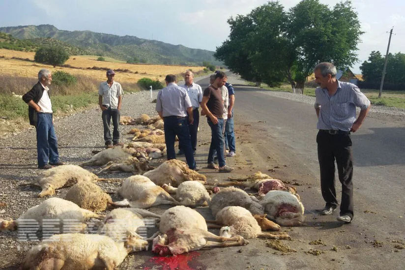 ​İsmayıllıda yük avtomobili 70 baş qoyunu vurub - FOTO