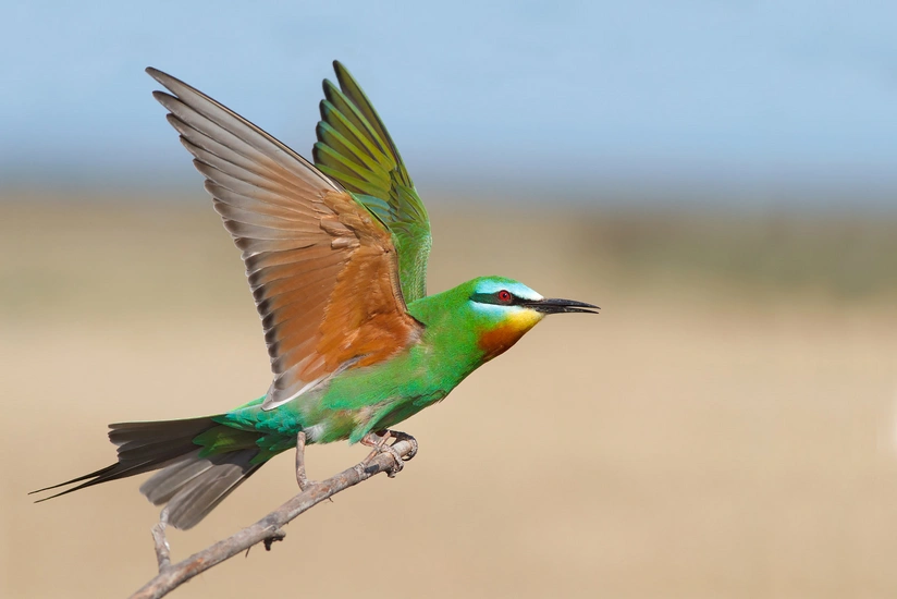 Coş Cons: Azərbaycan quş həvəskarları üçün cənnətdir