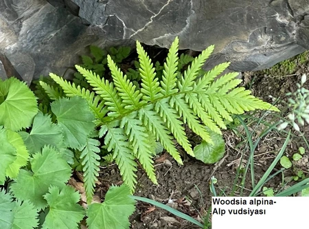 Quba və Qusarda nadir bitki növləri tədqiq edilib