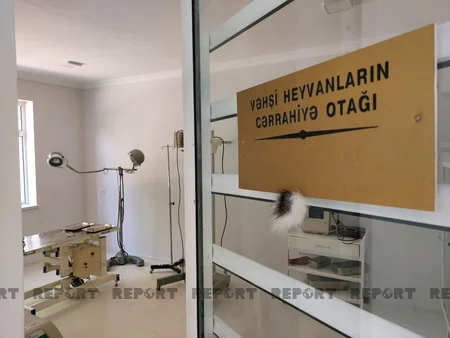 Bu Mərkəzdə saxlanılan ayının gözləri görmür... - REPORTAJ