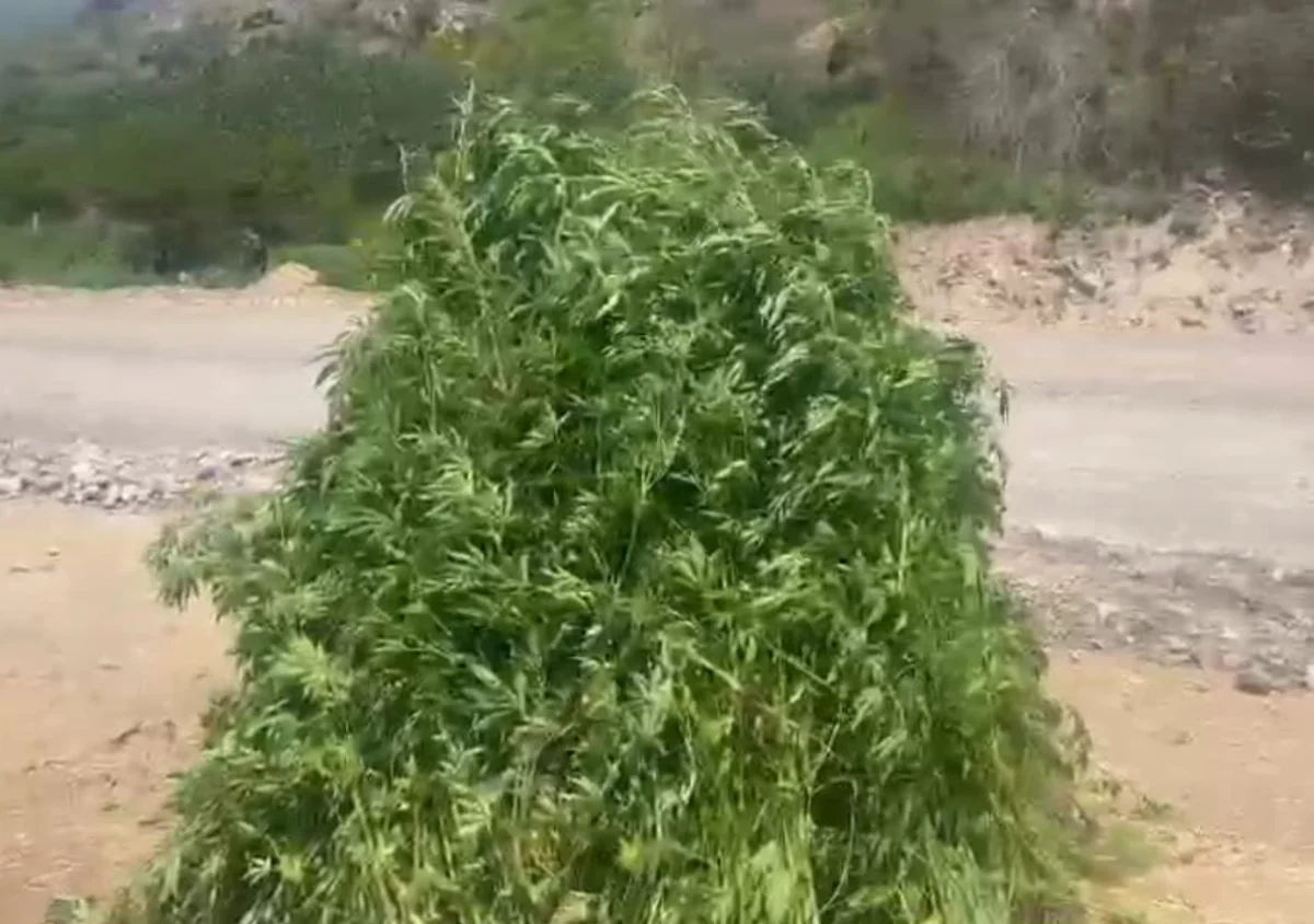 Qubadlıda çətənə kolları aşkarlanıb