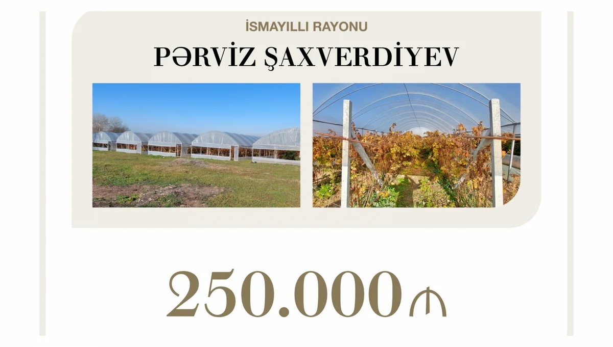 Выделен льготный кредит на выращивание ягод в Исмаиллы