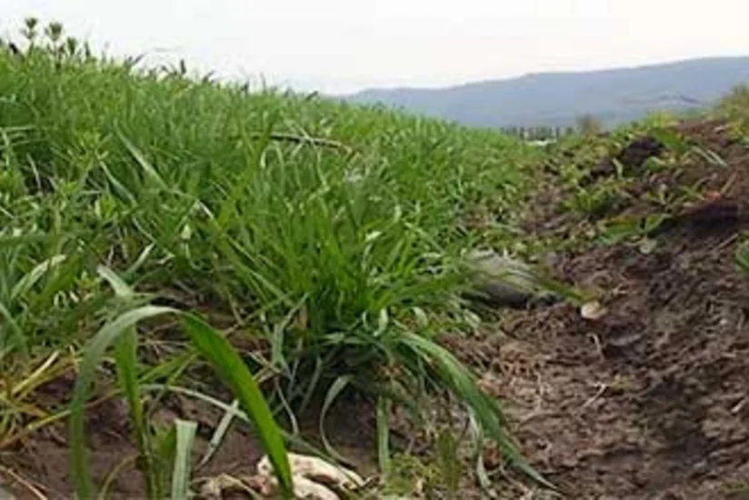 ​Azərbaycanda bitki mühafizə vasitələrinin istehsalına xüsusi razılıq verilməsi üçün əlavə tələblər müəyyənləşib