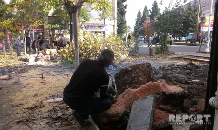 Lənkəranda aşan ağac şəhərin yarısını işıqsız qoyub - FOTO