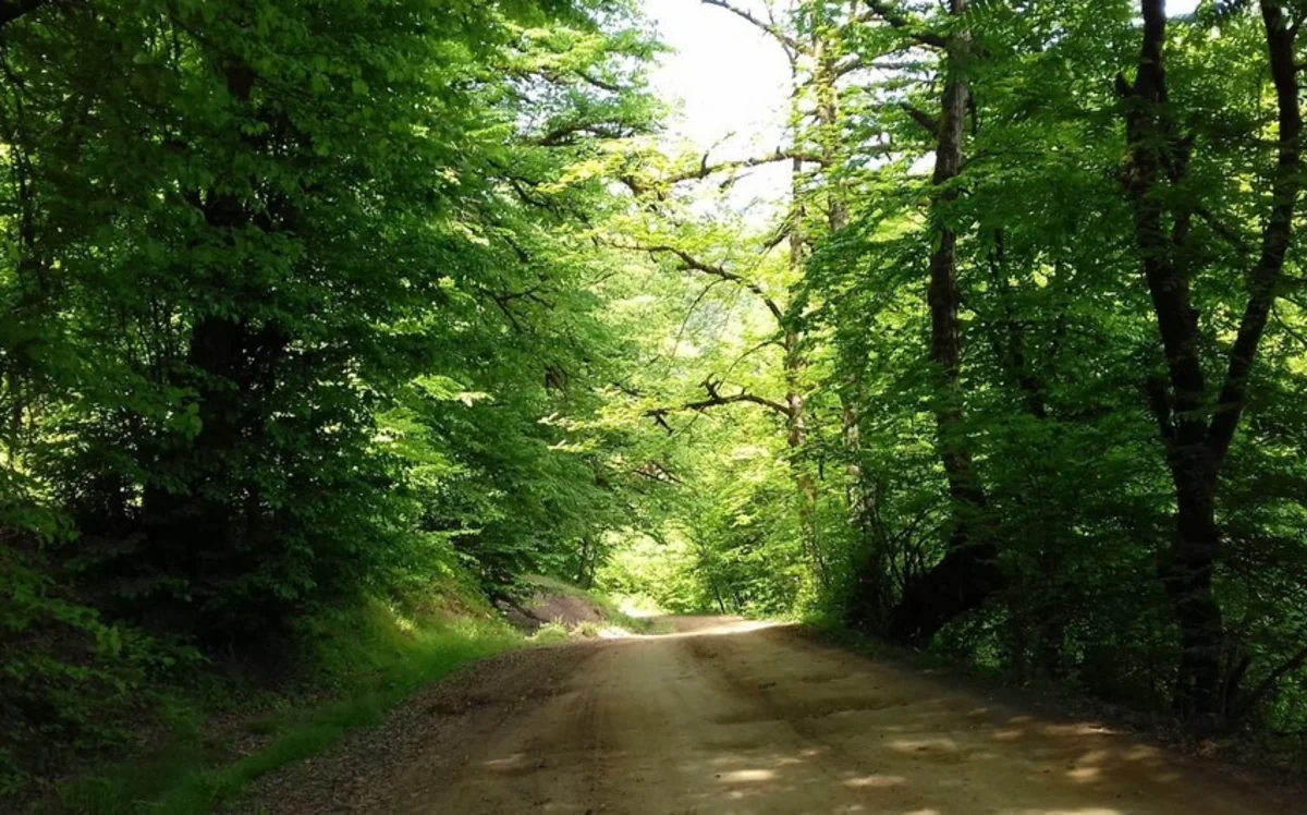 Hyrcanian forests included in UNESCO World Heritage List