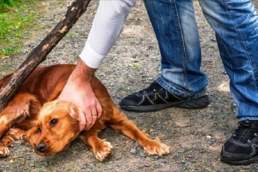 Heyvanlarla rəhmsiz rəftar edilməsinə görə cərimələr artırılıb