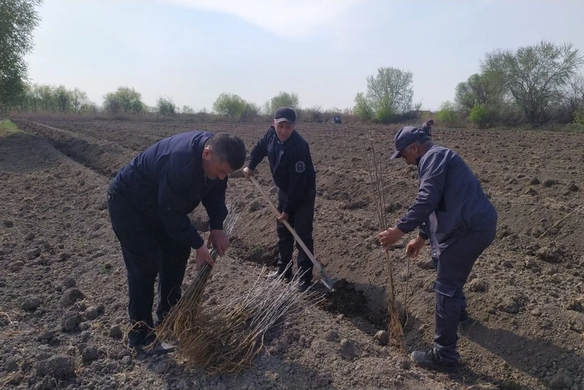 За два дня на землях лесного фонда в Азербайджане высажено более 30 тыс. деревьев