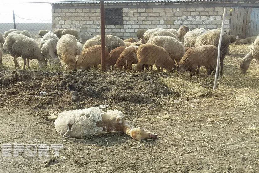 Bu il Azərbaycanda heyvanlar arasında sarılıq xəstəliyi qeydə alınmayıb