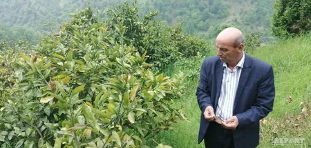 Astaranın dağlıq ərazilərindəki sitrus bağlarında naməlum xəstəlik yayılıb - FOTO