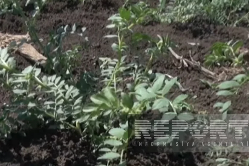 Cəlilabadda rekord həddə paxlalı bitki əkilib, amma suvarmada problemlər yaranıb