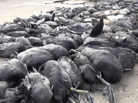 ​Masallı sakini 200-ə yaxın qanunsuz ovlanmış çöl quşu ilə saxlanılıb - FOTO