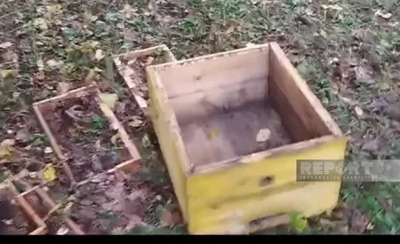 Zaqatalada ayılar arı yeşiklərinə hücum edib, pətəklərdə olan balı yeyiblər