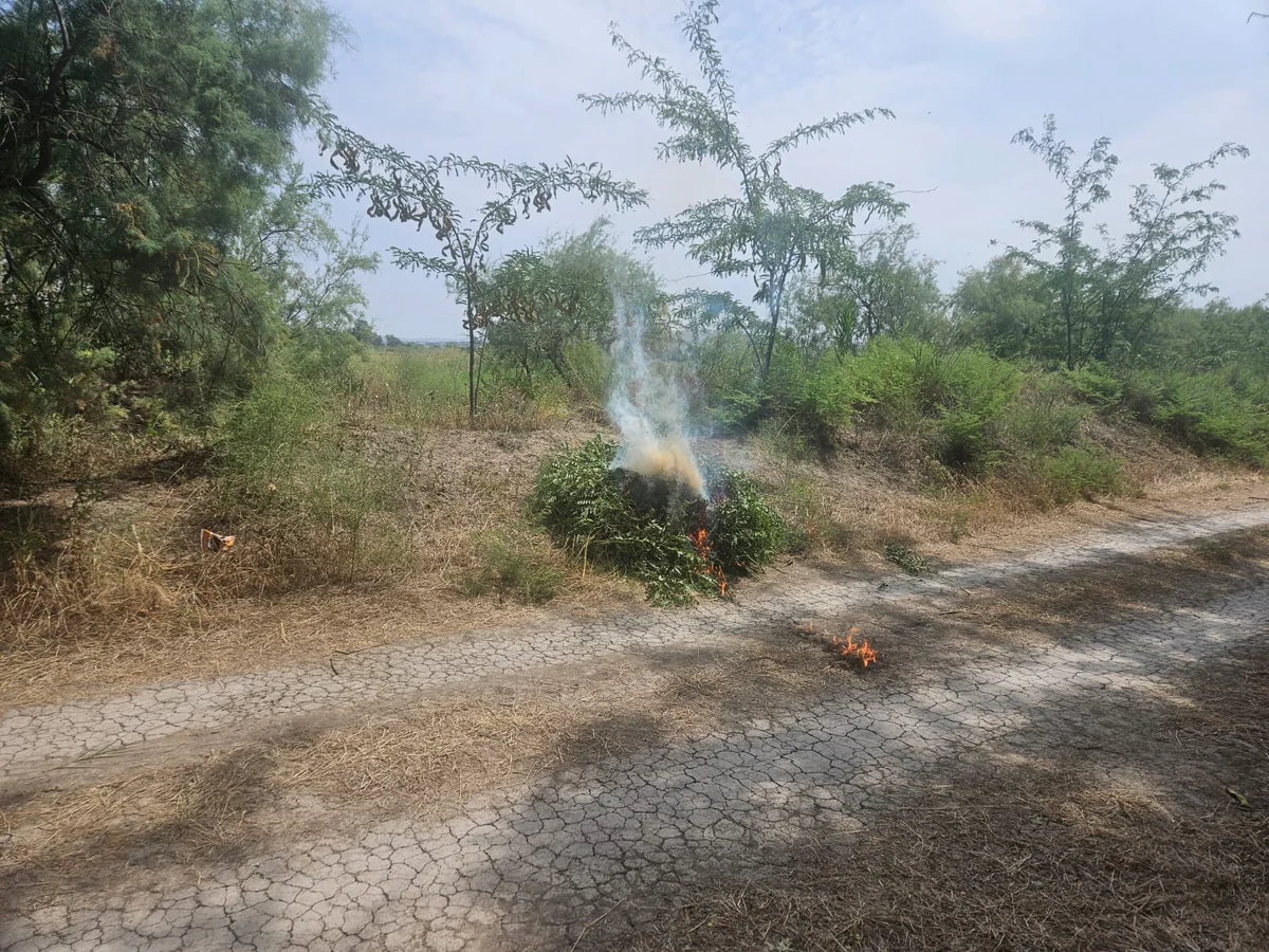 Şirvanda yabanı halda bitmiş çətənə kolları məhv edilib