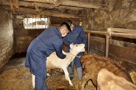 Gürcüstanla həmsərhəd rayonlarda nodulyar dermatit xəstəliyi əleyhinə peyvəndləmə tədbirləri başa çatdırılıb