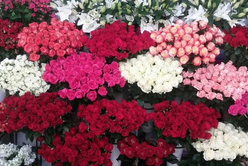 Azərbaycana Kolumbiyadan gül idxal olunur
