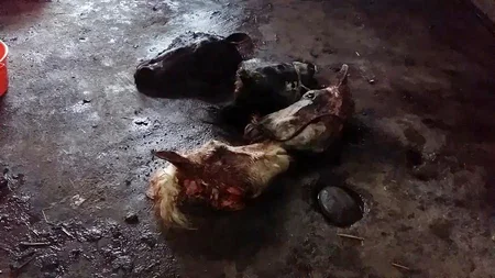 DBNX: Cəlilabadda at kəsimi ilə məşğul olan şəxs qanunsuz əməlini yenidən davam etdirib