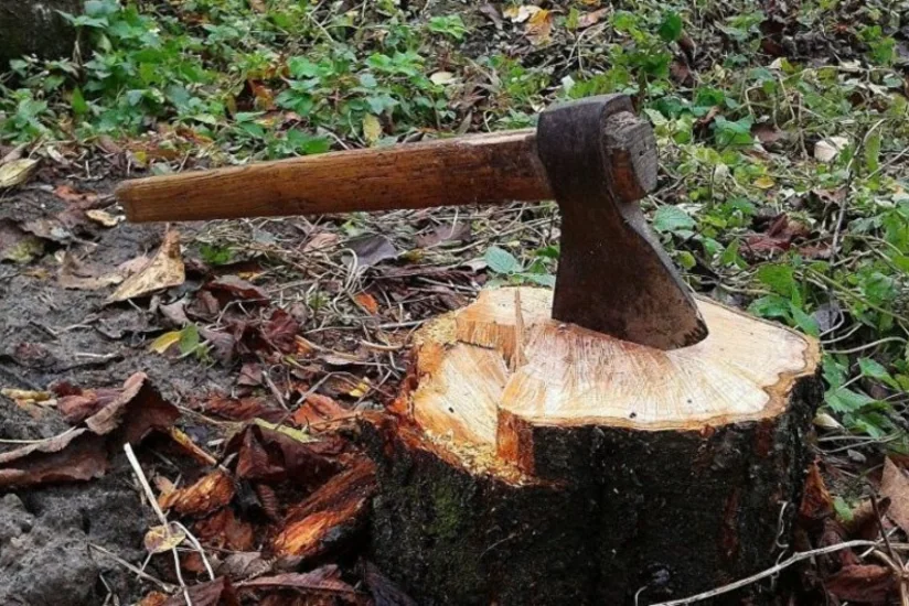 Lerikdə ağacları kəsən şəxs cəzalandırılıb