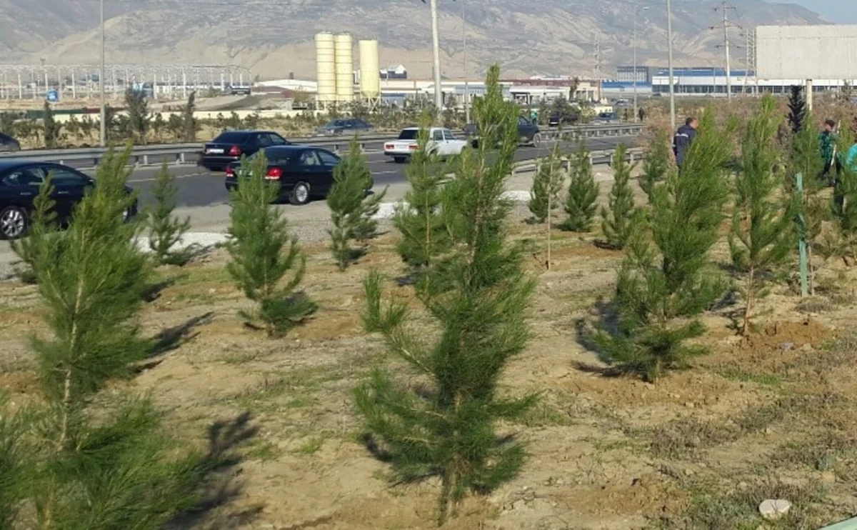 Azərbaycanın 10 milyonuncu sakininin dünyaya gəlişi münasibətilə 60 mindən çox ağac əkilib